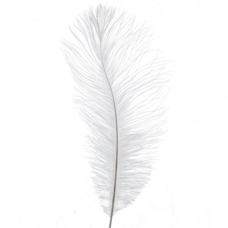 White Ostrich Feather