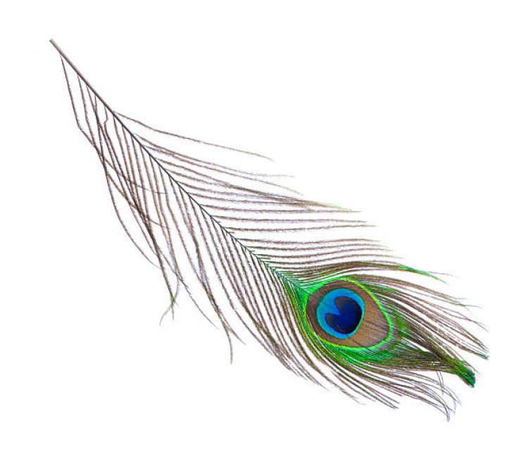 Peacock Feather