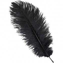 Black Ostrich Feather