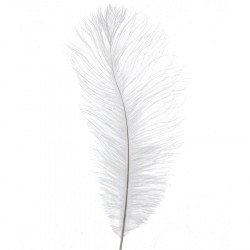 White Ostrich Feather