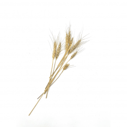 Wheat Stalks