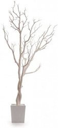 Ivory Manzanita Trees, Large