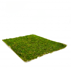 *Moss, Square