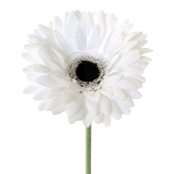 *White Gerbera