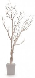 Ivory Manzanita Trees, Large