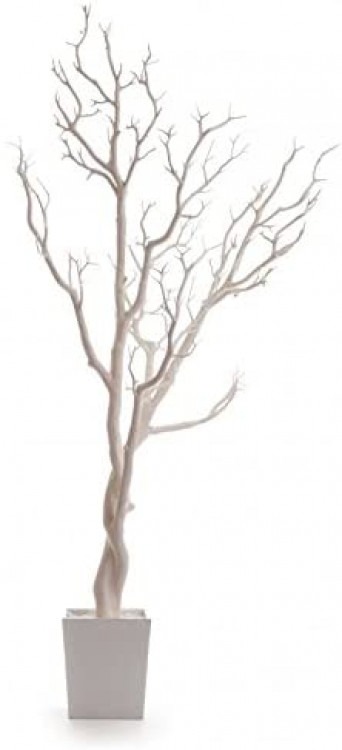 Ivory Manzanita Trees, Large