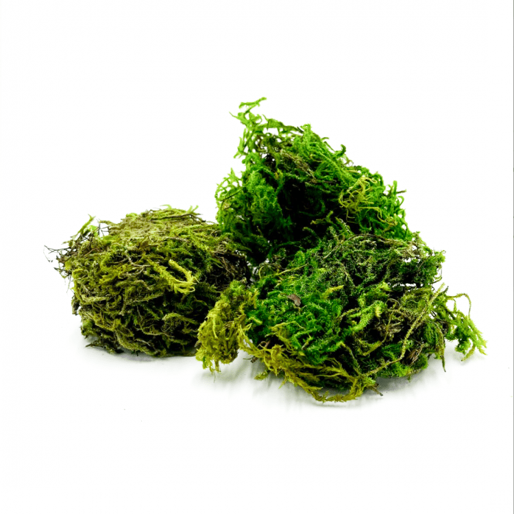 *Moss, Loose