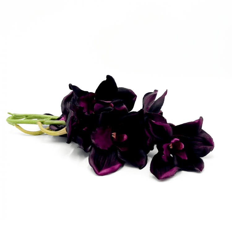 Plum Purple Orchids