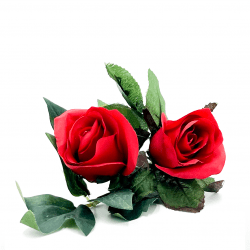 Red Rose