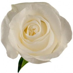 White Roses