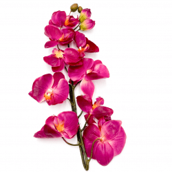 *Fuchsia Orchids