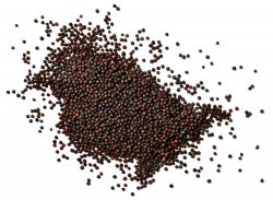 *Canola Seed