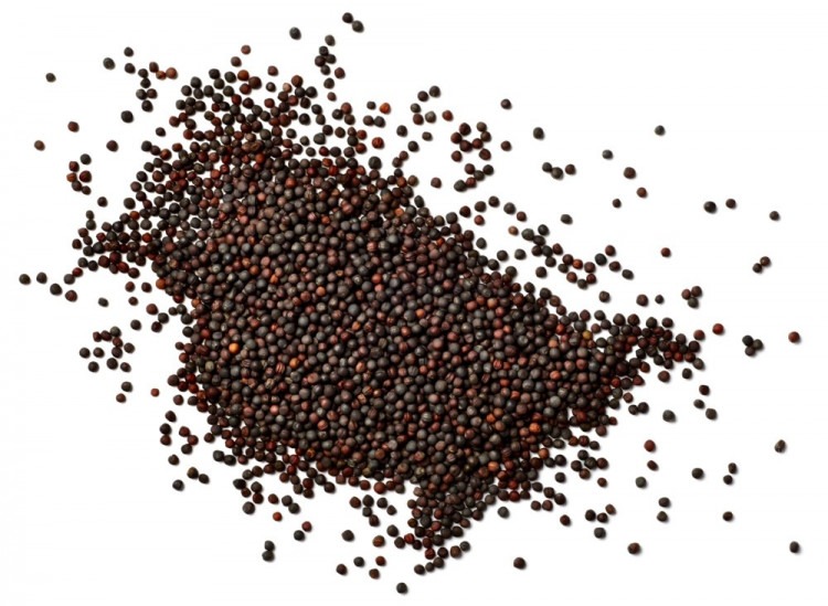*Canola Seed