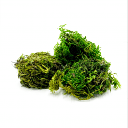 *Moss, Loose