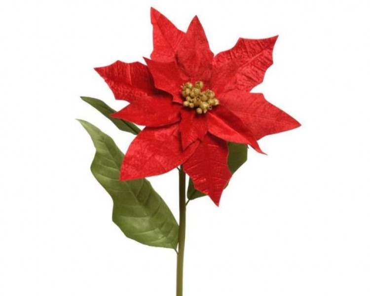 Poinsettia Bloom