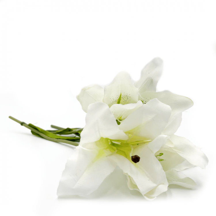*White Lilly