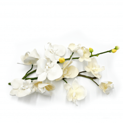 *White Orchids