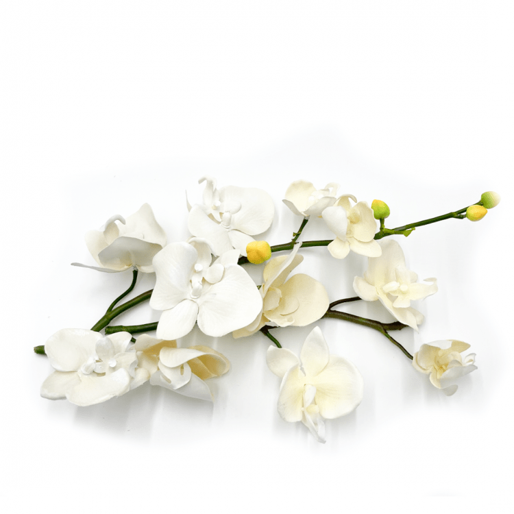 *White Orchids