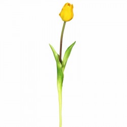 *Yellow Tulip