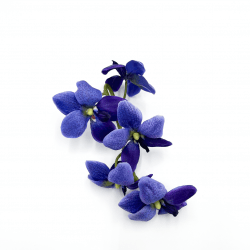 *Violet Orchids