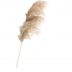 *Cream Pampas Grass