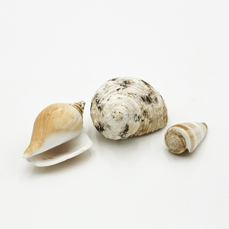 *Seashells